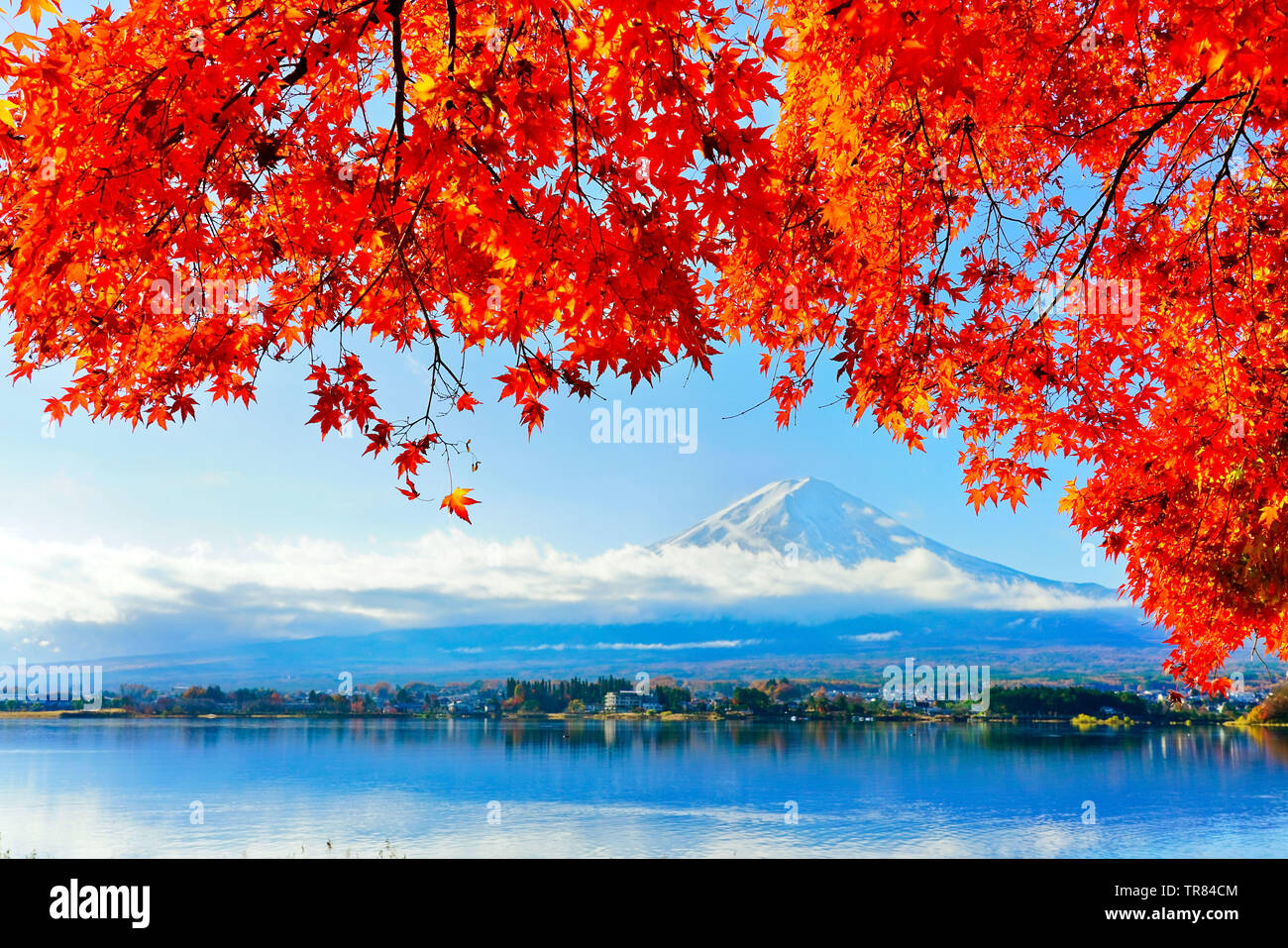 Blick auf die Ahorn Blätter im Herbst am See Kawaguchi in Japan mit dem Berg Fuji im Hintergrund. Stockfoto