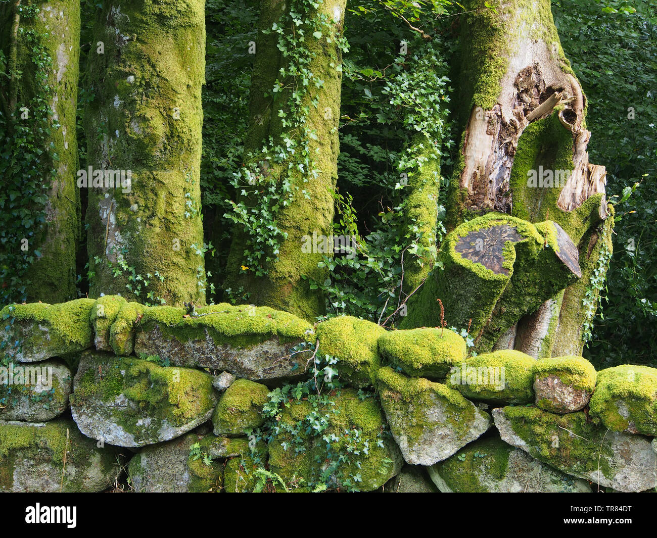 Moose, Flechten und Efeu wächst auf Baumstämmen und einem trockenen Steinmauer im Nationalpark Dartmoor, Devon, England, UK. Stockfoto