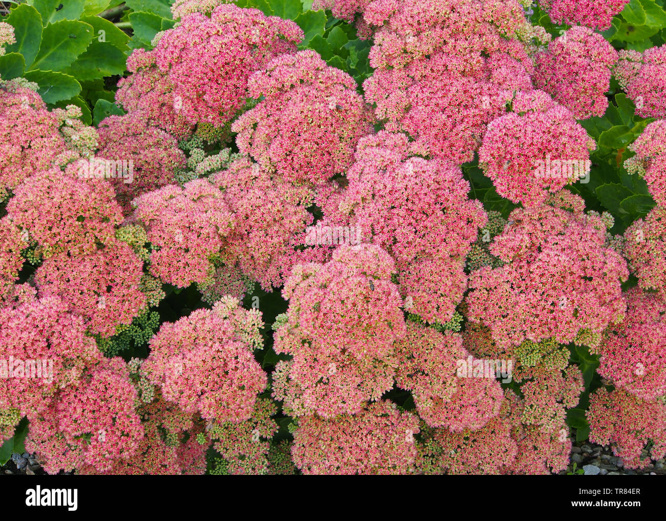 Sedum Hylotelephium Spectabile Stockfotos und bilder Kaufen Alamy