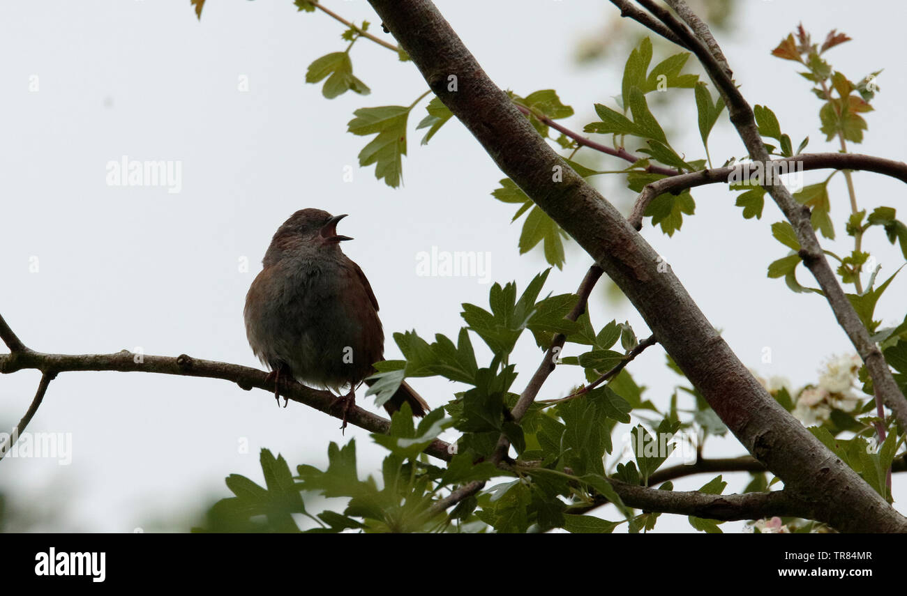 Hedge Sparrow Stockfoto