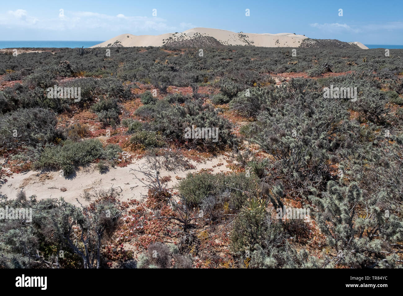 Baja California Stockfoto