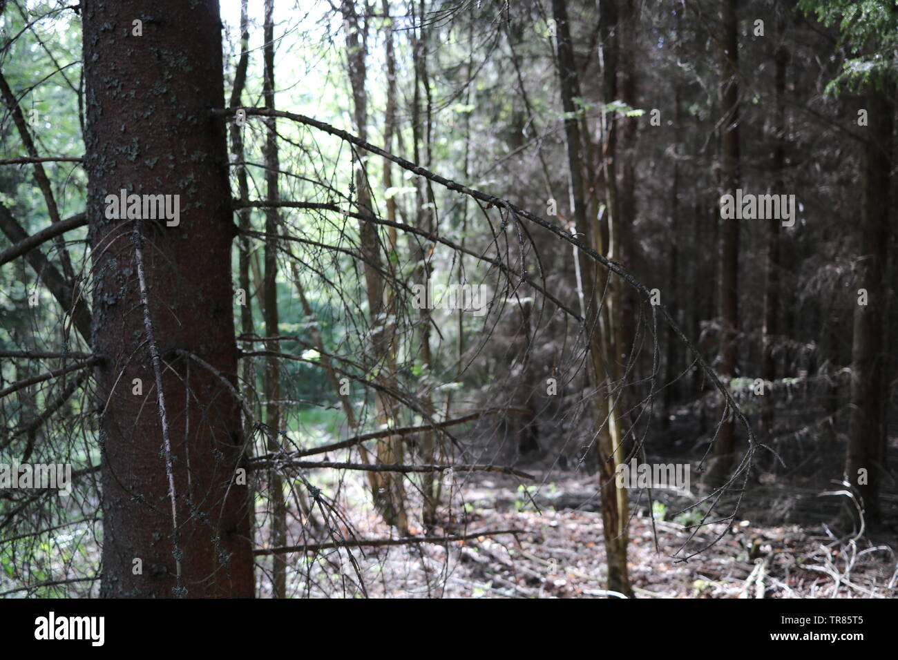 Ein trockener Baum in einem sonnigen Fichtenwald. Stockfoto