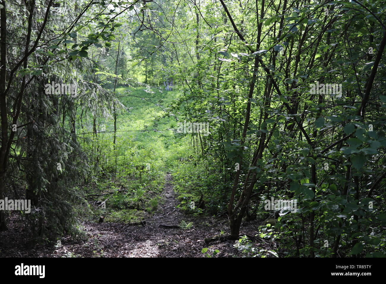 Ein Waldweg führt hinunter in ein Feld. Stockfoto