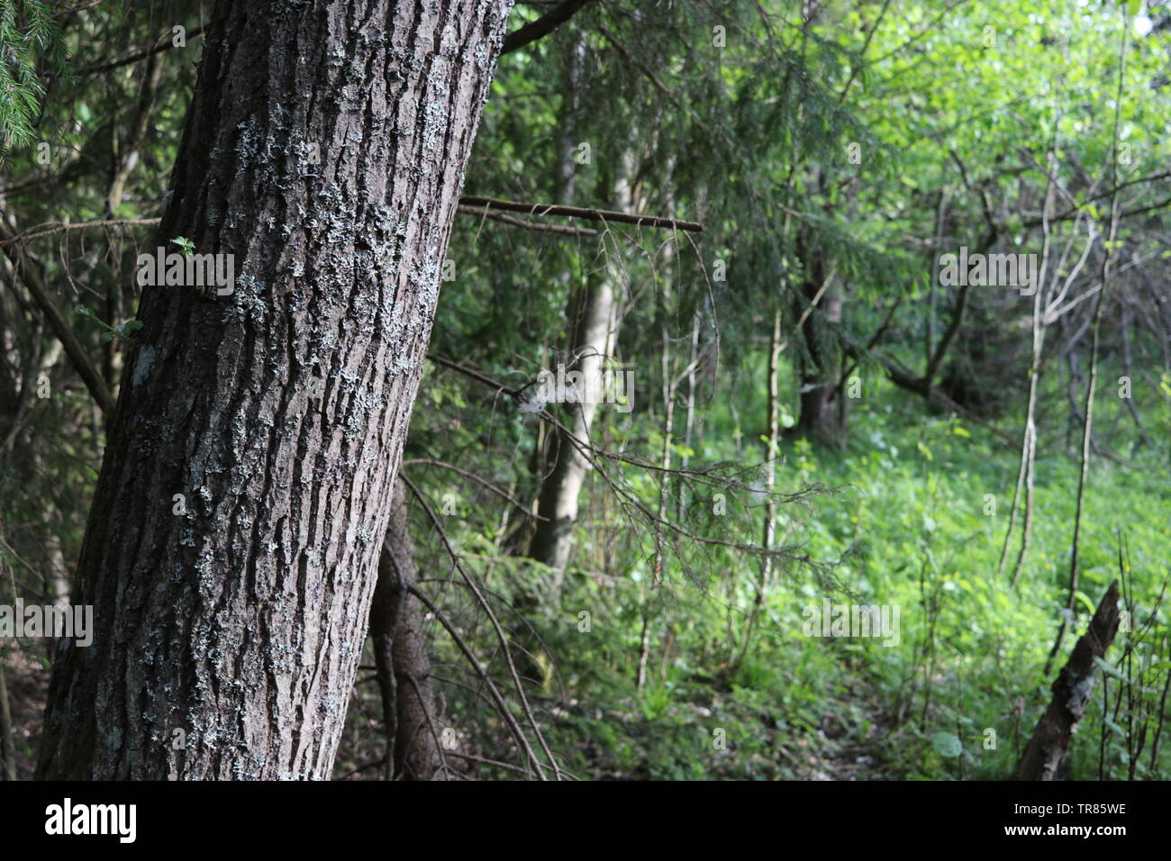 Ein geneigter Baum durch Ein helles grünes Feld an einem sonnigen Tag. Stockfoto