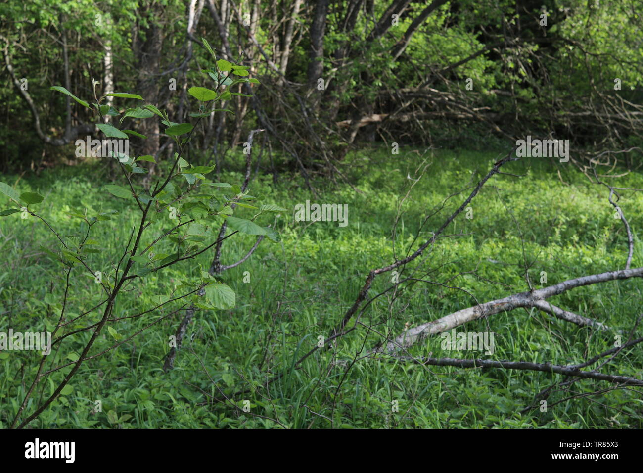 Ein grünes Feld schluckt eine Baumstrukturzweig. Stockfoto