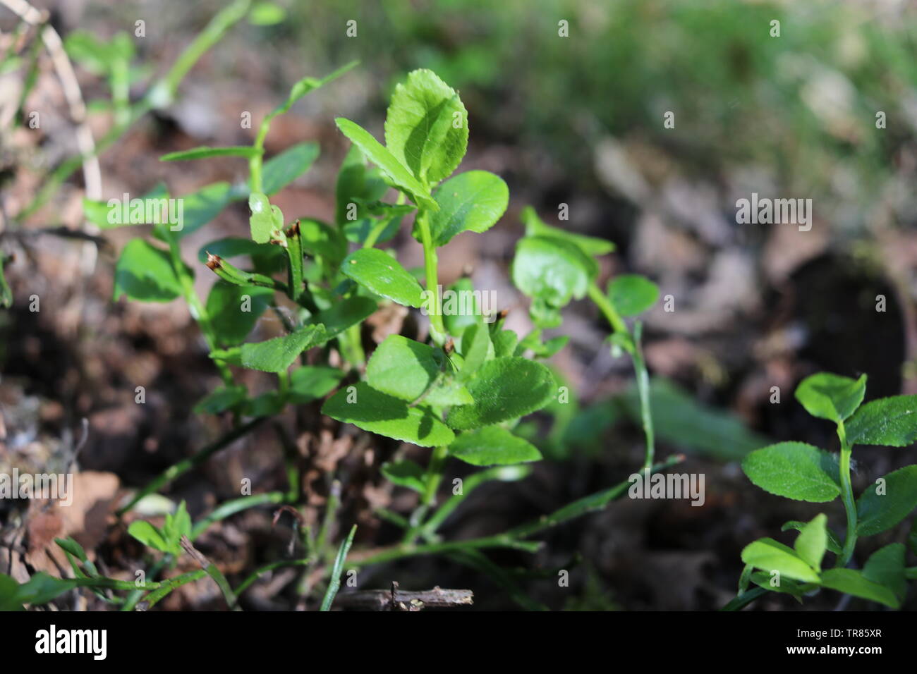 Heidelbeeren Pflanzen im hellen Sonnenlicht. Stockfoto