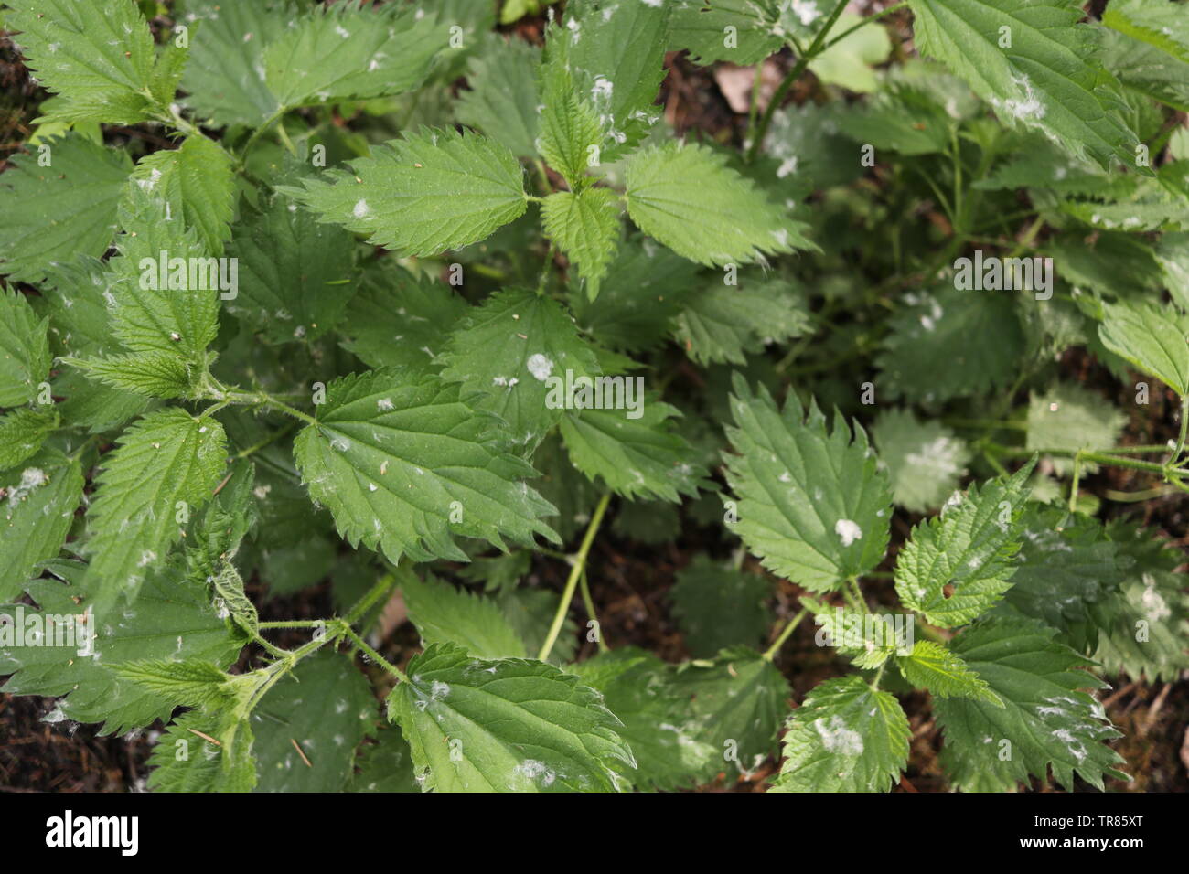 Schmutzig grün Nesseln, ein Close-up. Stockfoto