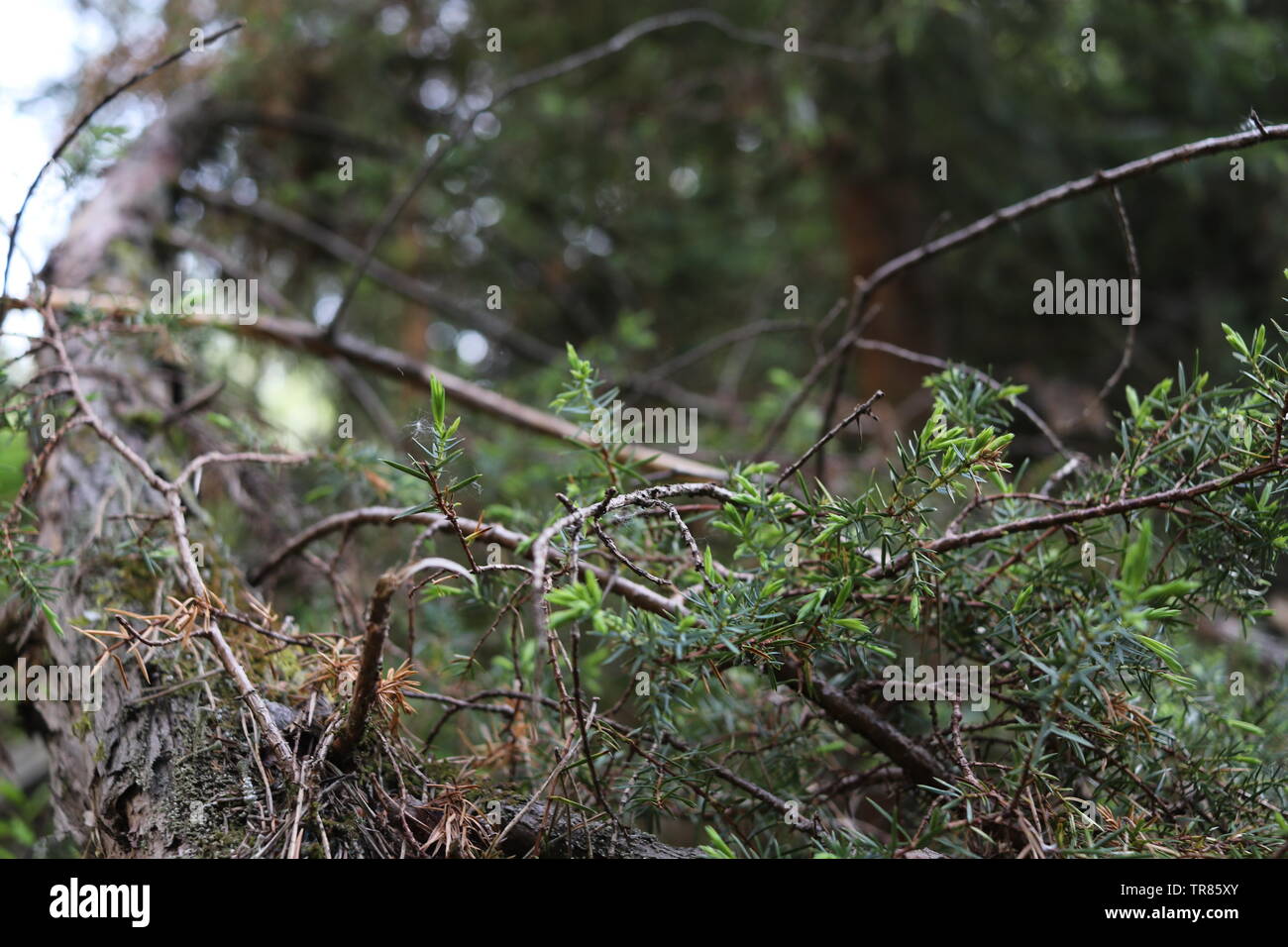 Ein Zweig der Baumstruktur mit hellen grünen Nadeln. Stockfoto