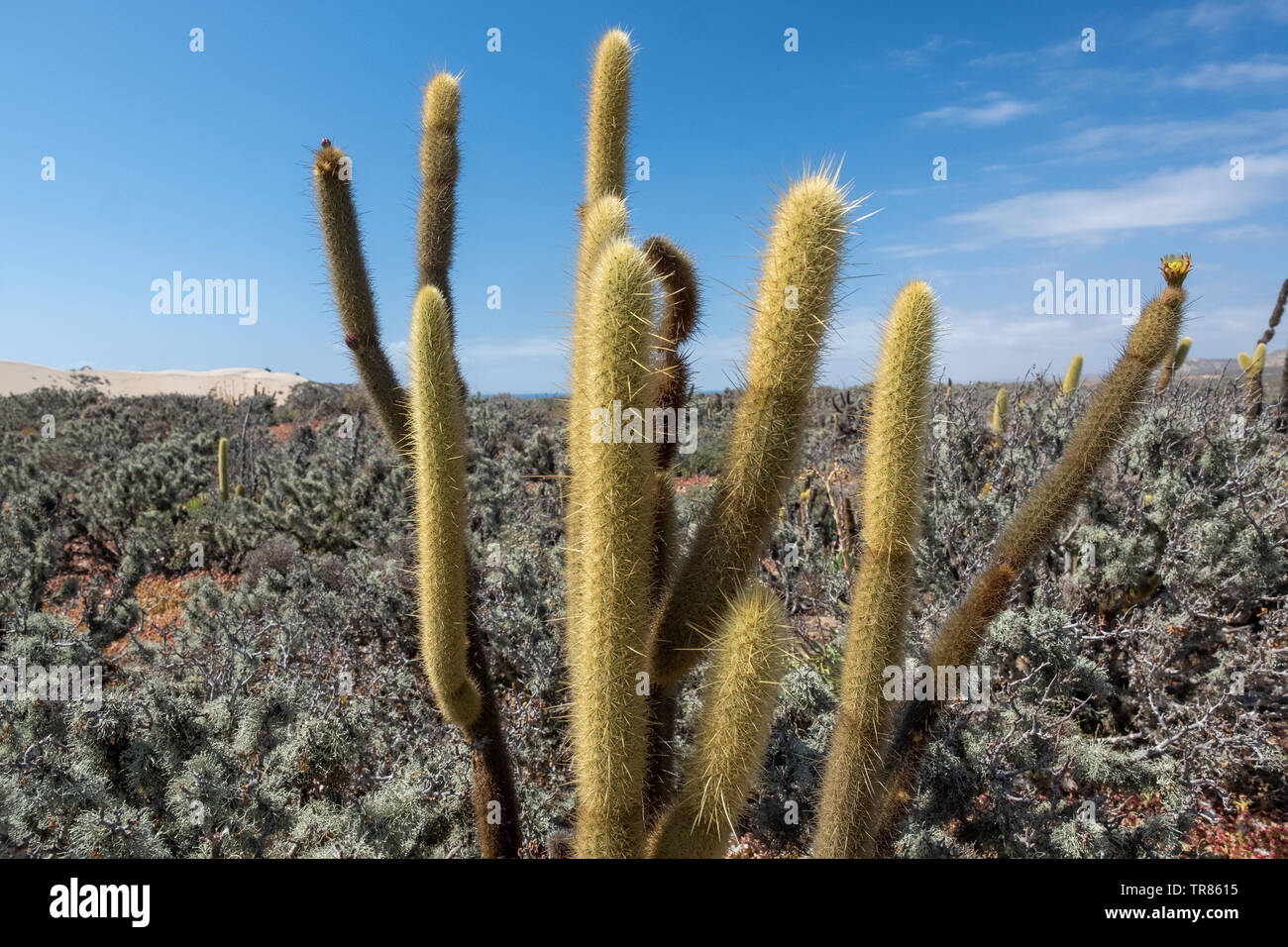 Baja California Stockfoto