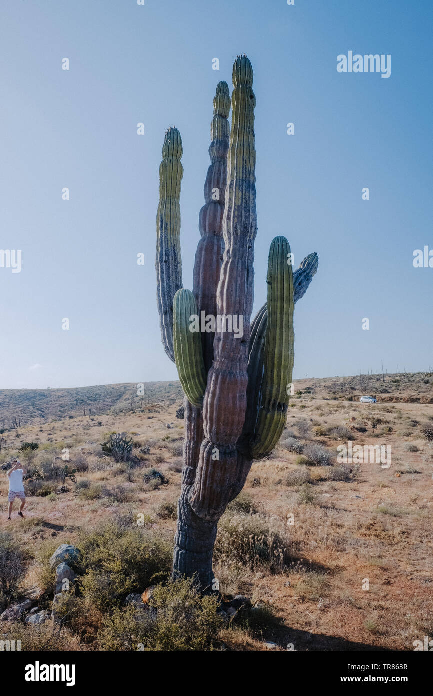 Baja California Stockfoto