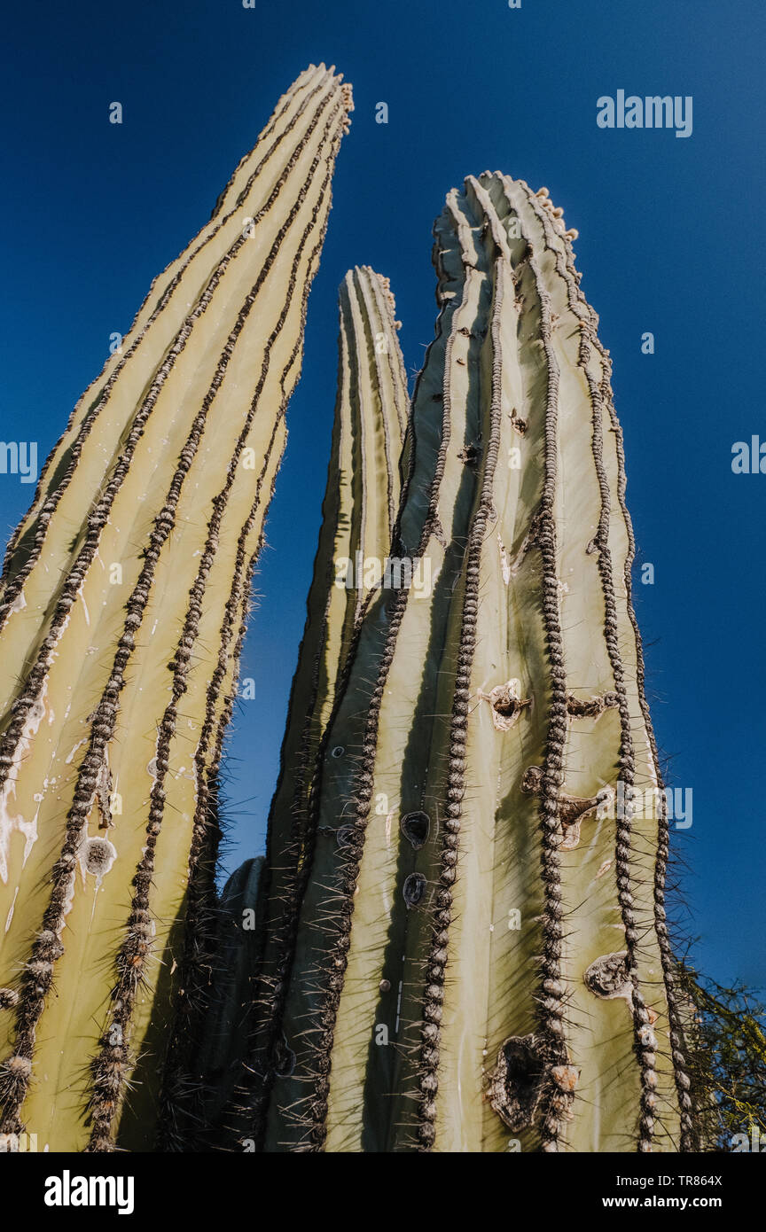 Baja California Stockfoto