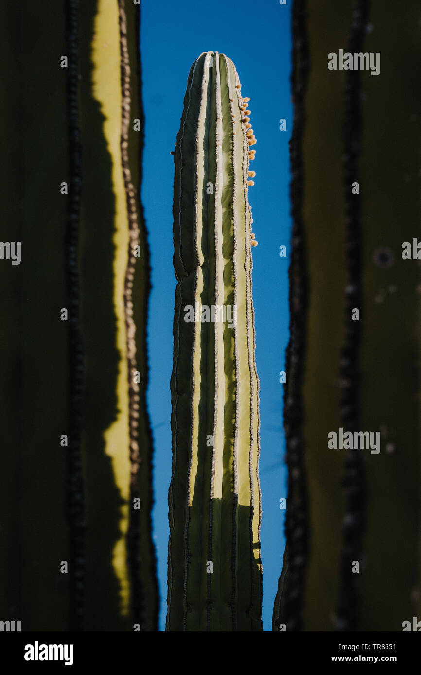 Baja California Stockfoto