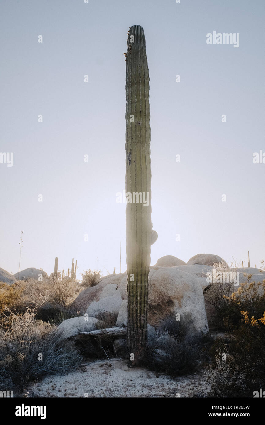 Baja California Stockfoto