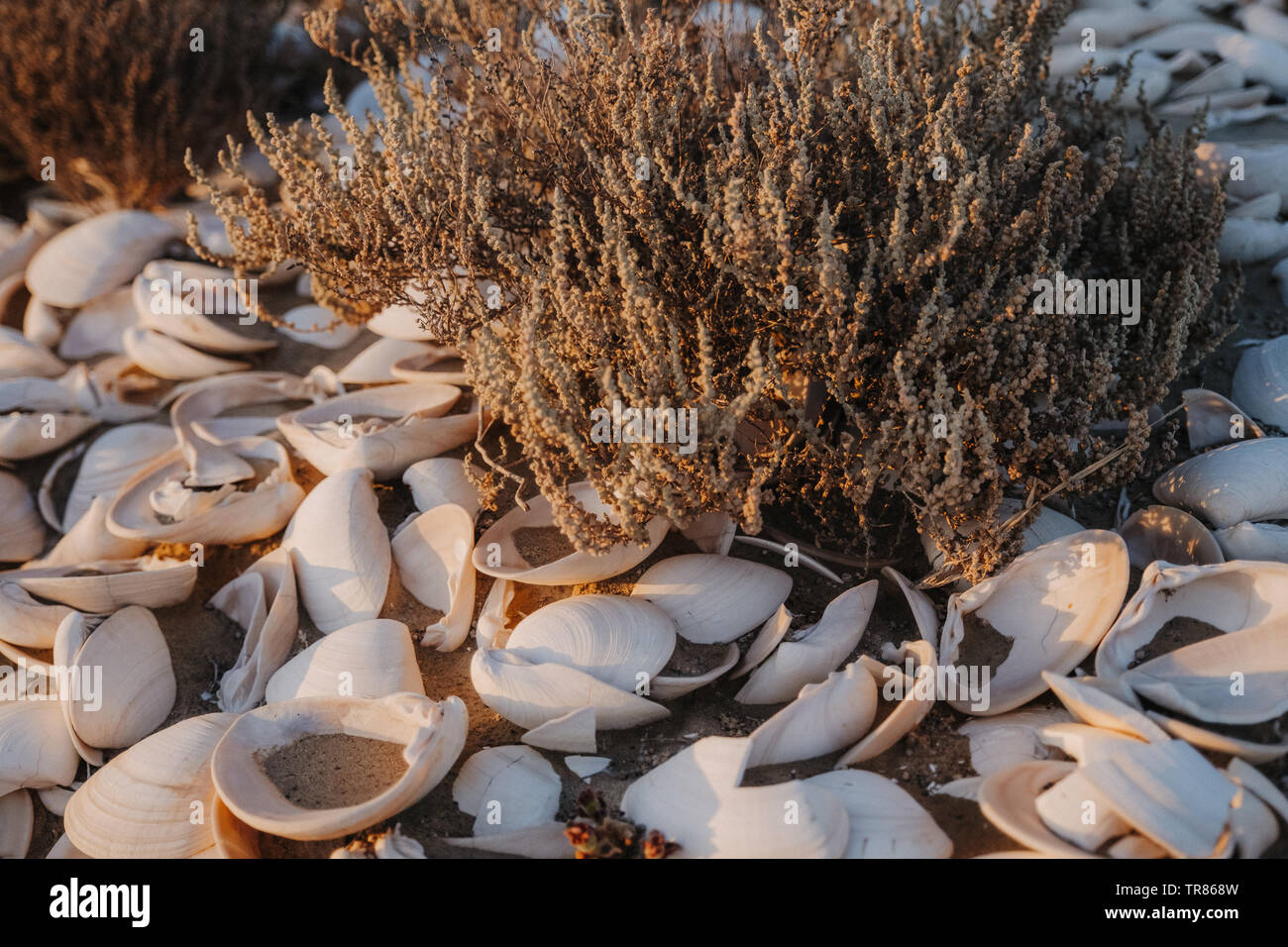 Baja California Stockfoto