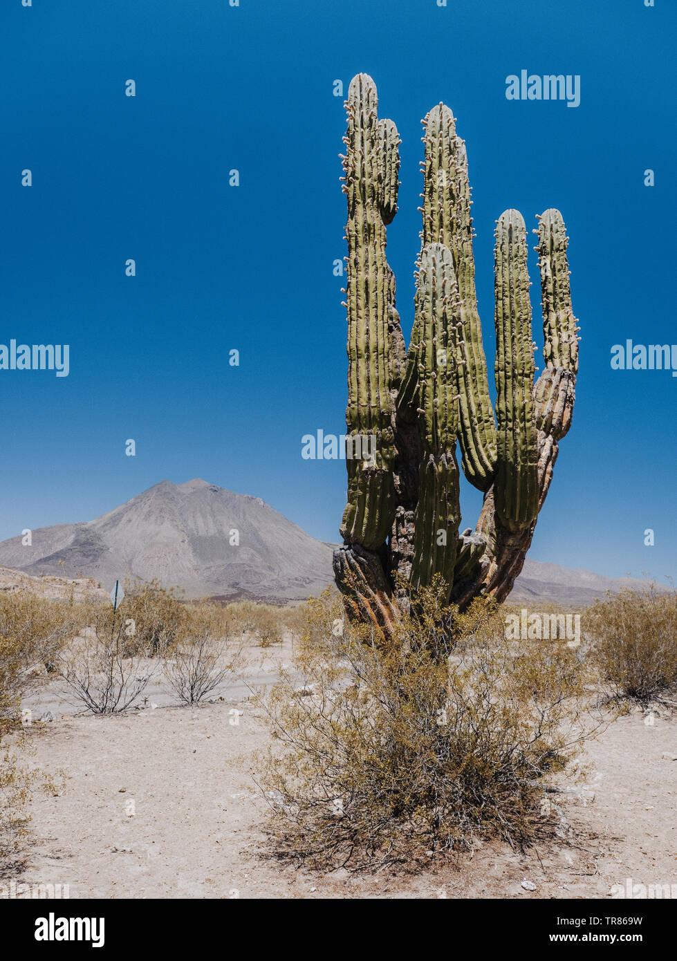 Baja California Stockfoto