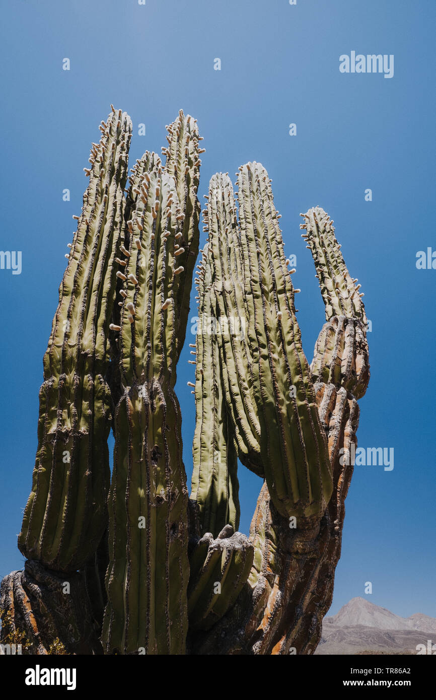 Baja California Stockfoto