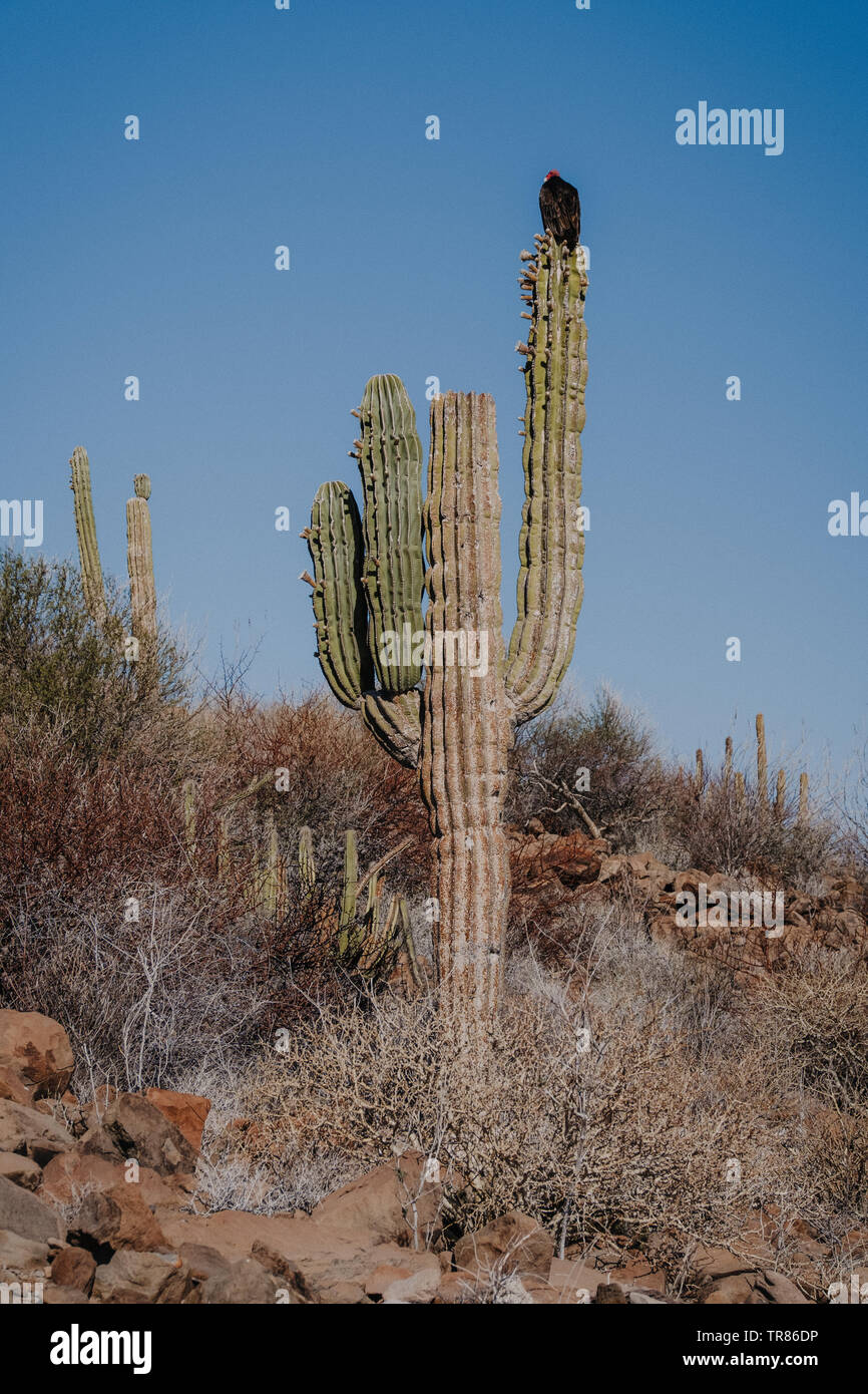 Baja California Stockfoto