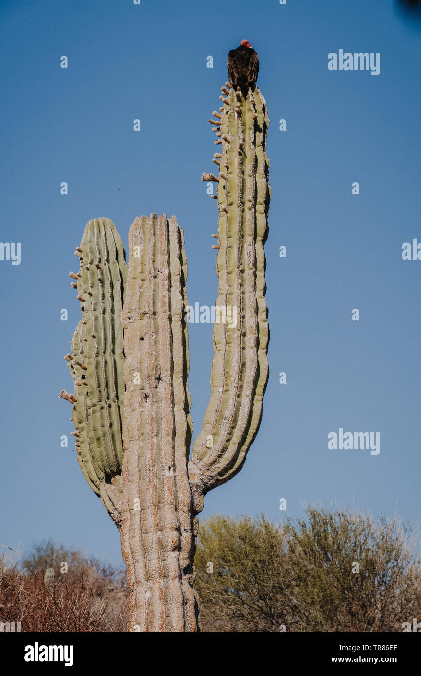 Baja California Stockfoto