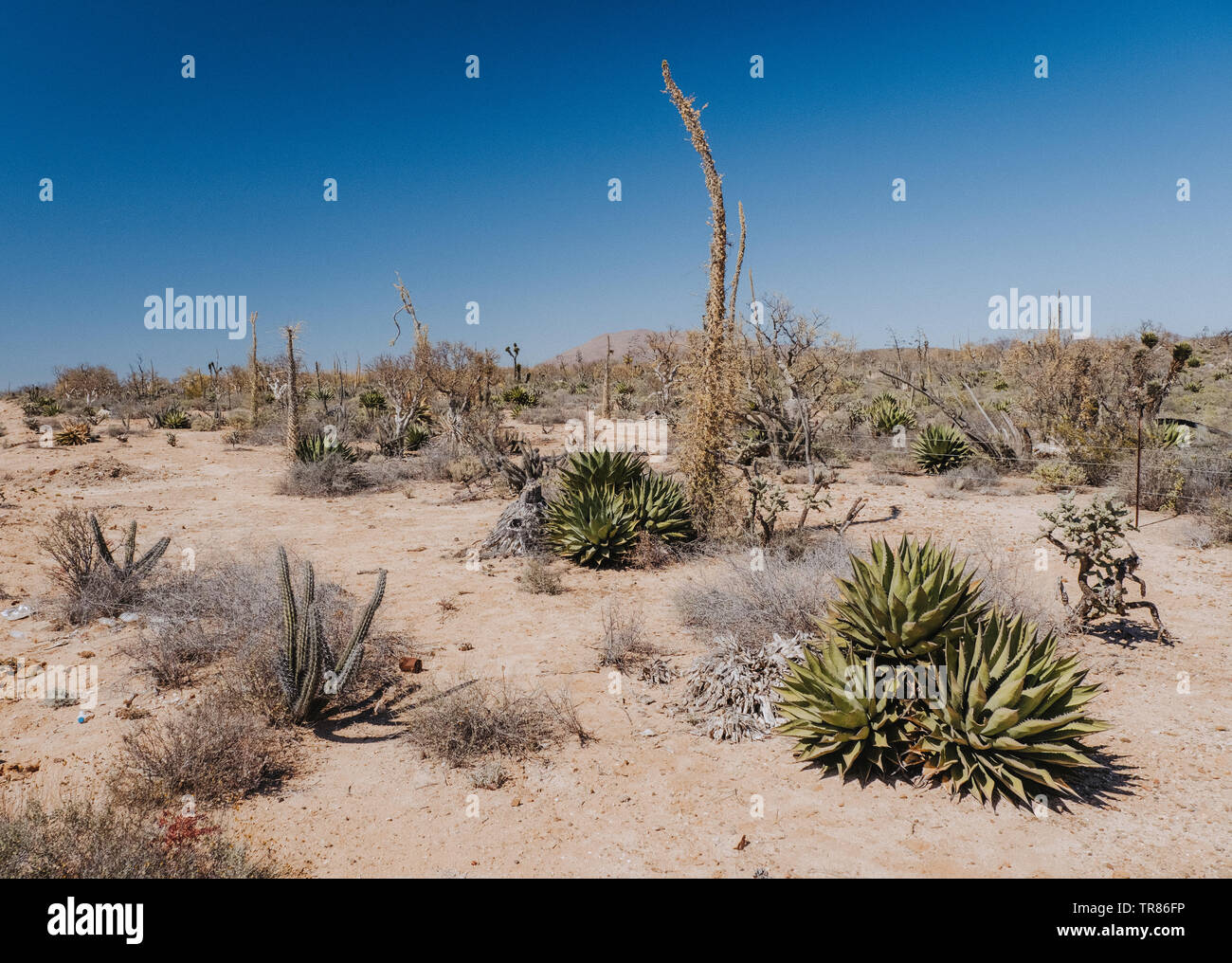 Baja California Stockfoto