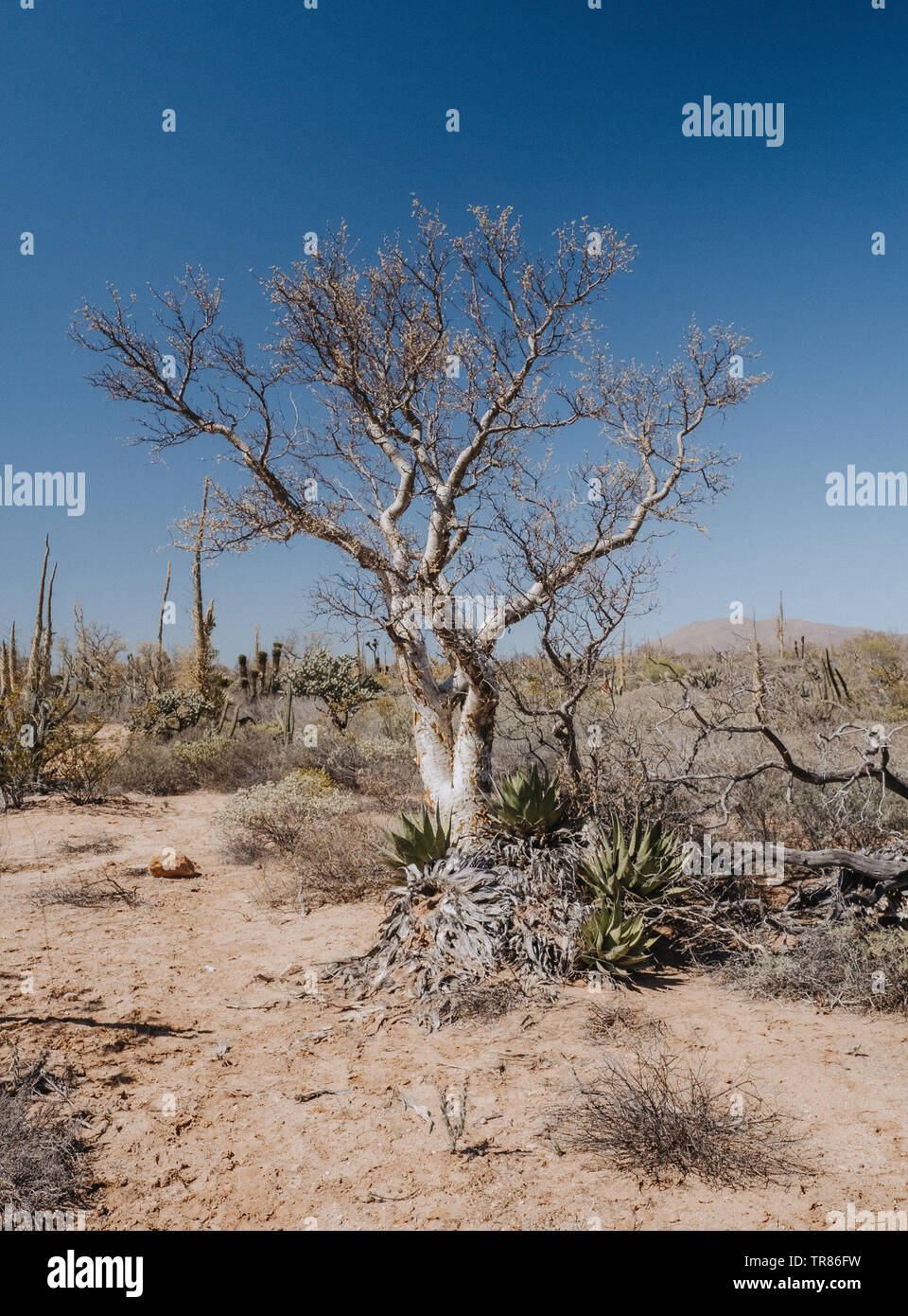 Baja California Stockfoto