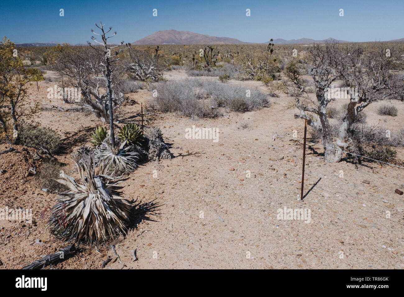 Baja California Stockfoto