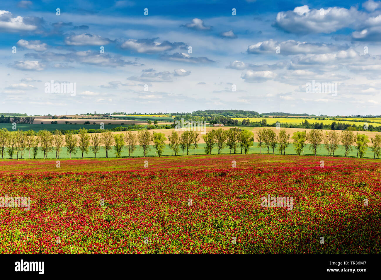 Ländliche Landschaft mit Klee feld in der Tschechischen Republik. Region Südböhmen. Stockfoto