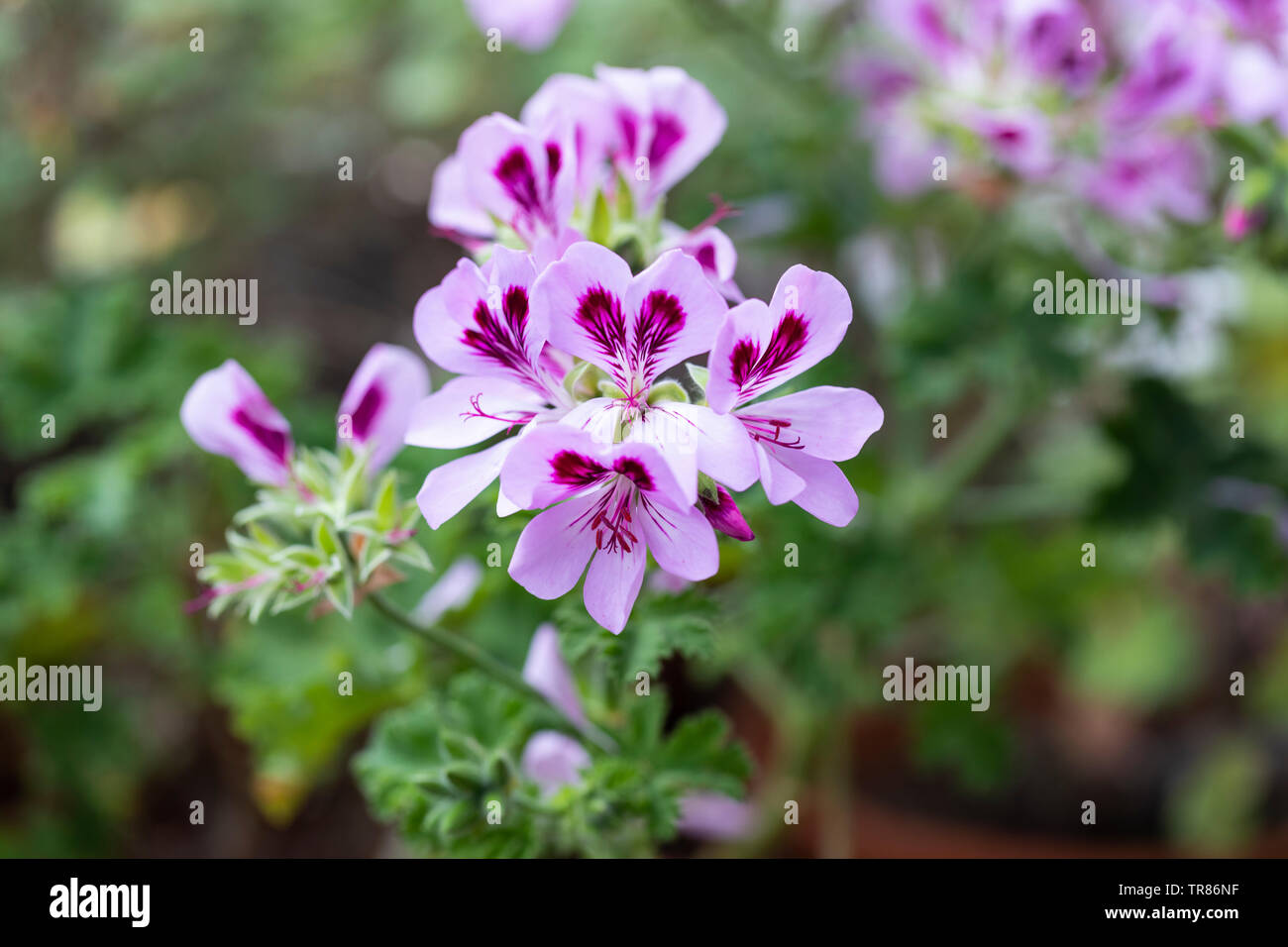 Nahaufnahme von Pelargonium Copthorne Stockfoto