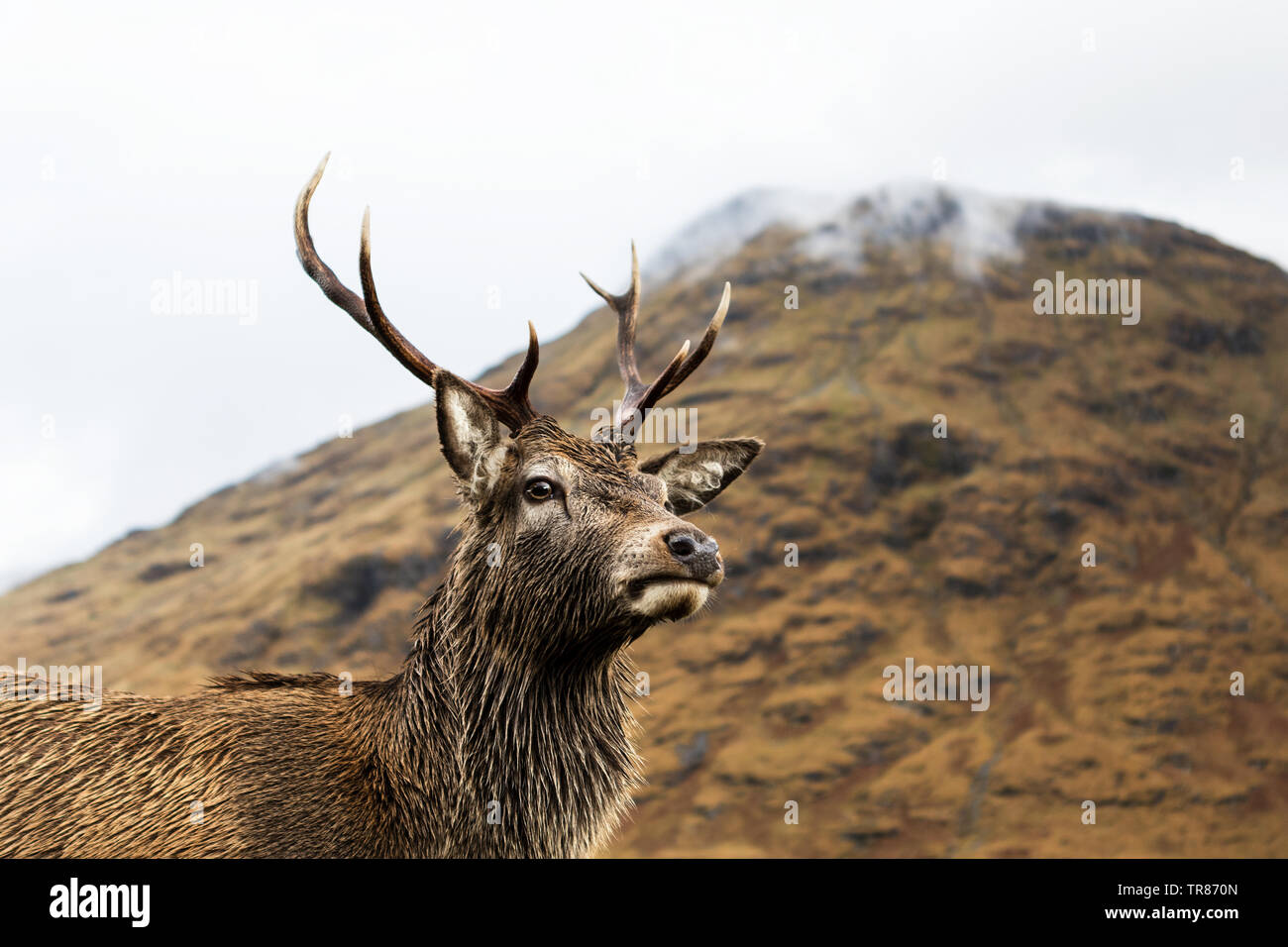 Highland Rotwild Stockfoto