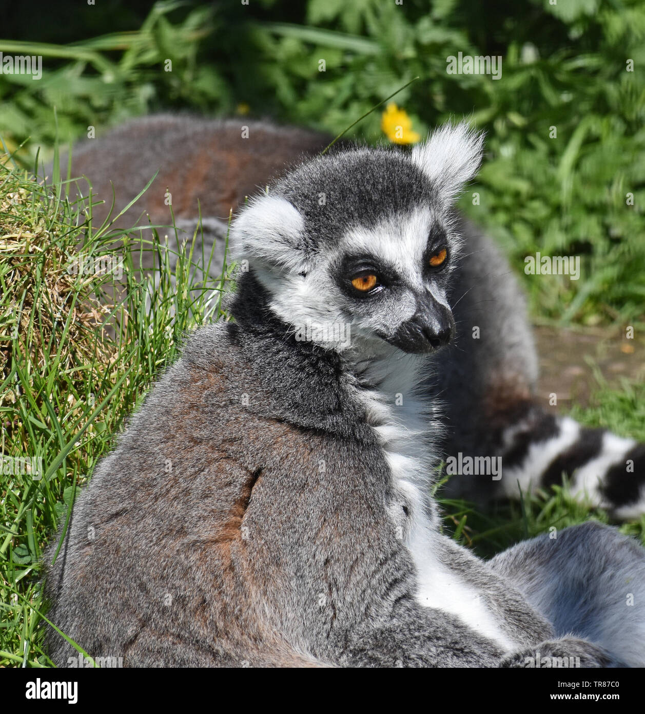 Ring Tailed Lemur (im Zoo) Stockfoto