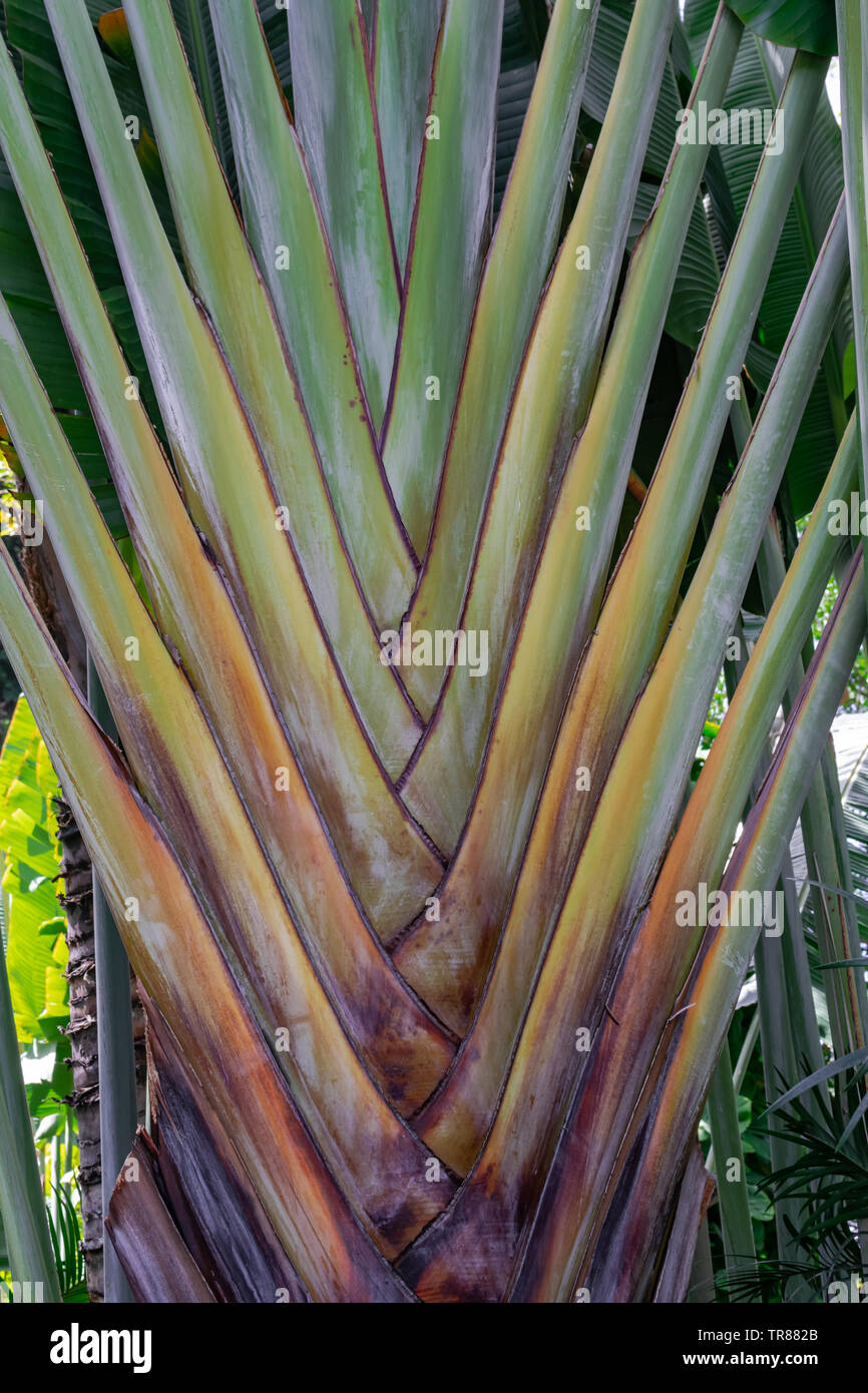 Baum des Reisenden (Ravenala madagascariensis), Ansicht schließen Stockfoto