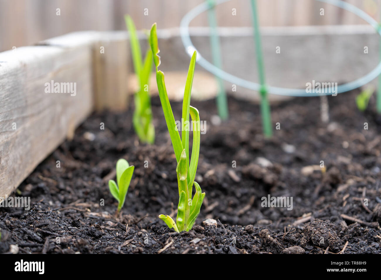 Knoblauch stammt aus einem bepflanzten Knoblauchzehe, in einem Haus, Garten Pflanzmaschine. Stockfoto