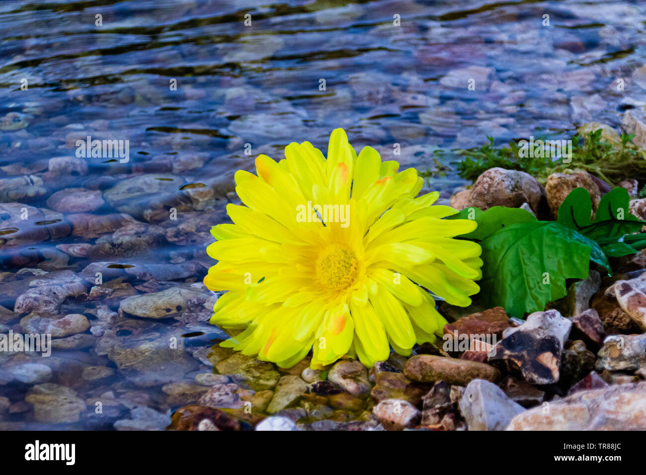 Eine gelbe Blume die Verlegung an der felsigen Küste von Spring Creek, in Teresita, Oklahoma 2019 entfernt Stockfoto
