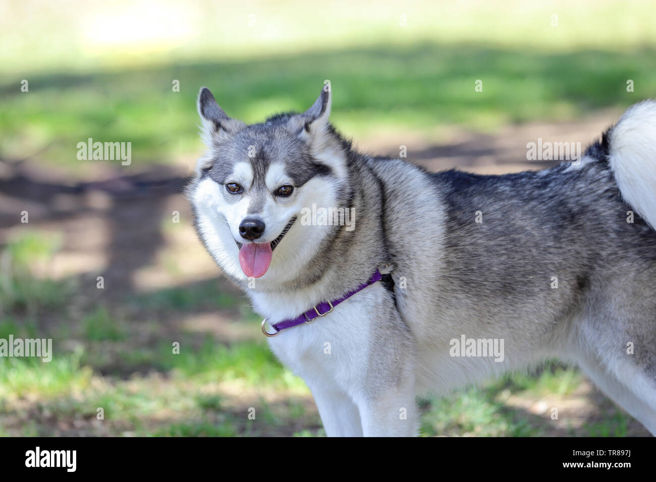 Lächelnd Alaskan Klee Kai zu einem Hund Park Stockfoto