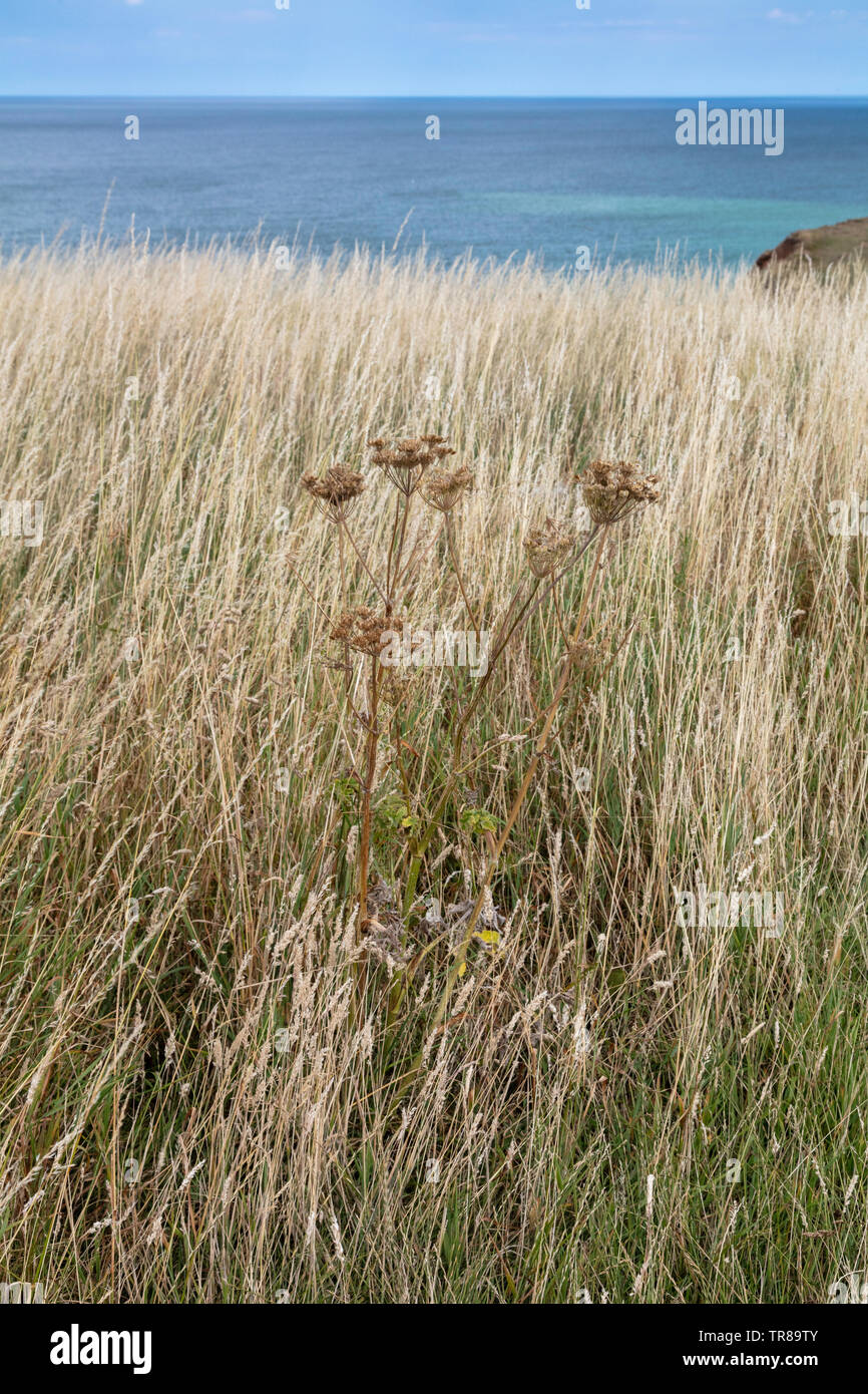 Gräser trocknen bei Flamborough Head, East Riding von Yorkshire, England, Großbritannien Stockfoto
