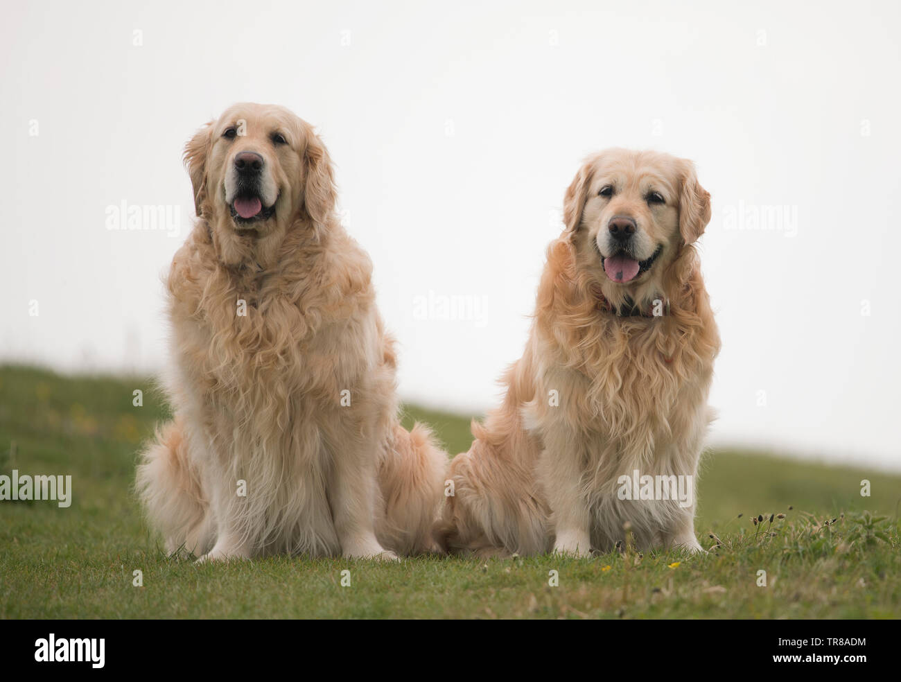 Paar goldenen Retrievers-Canis Lupus Familiaris. Stockfoto