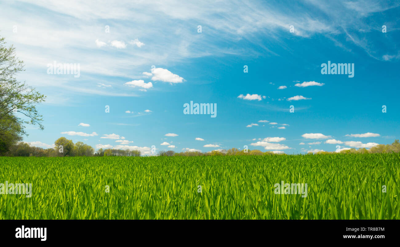 Green Grass in einem offenen Feld in Willowsford, Virginia, USA. Stockfoto