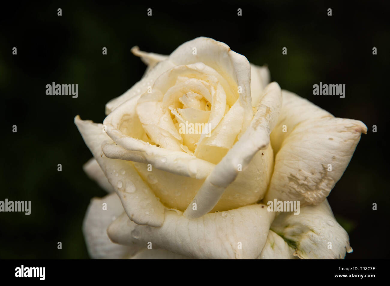 Schließen Sie suchen eine schöne weiße Rose mit einigen Regentropfen auf den Blättern. schwarzen Hintergrund. Stockfoto