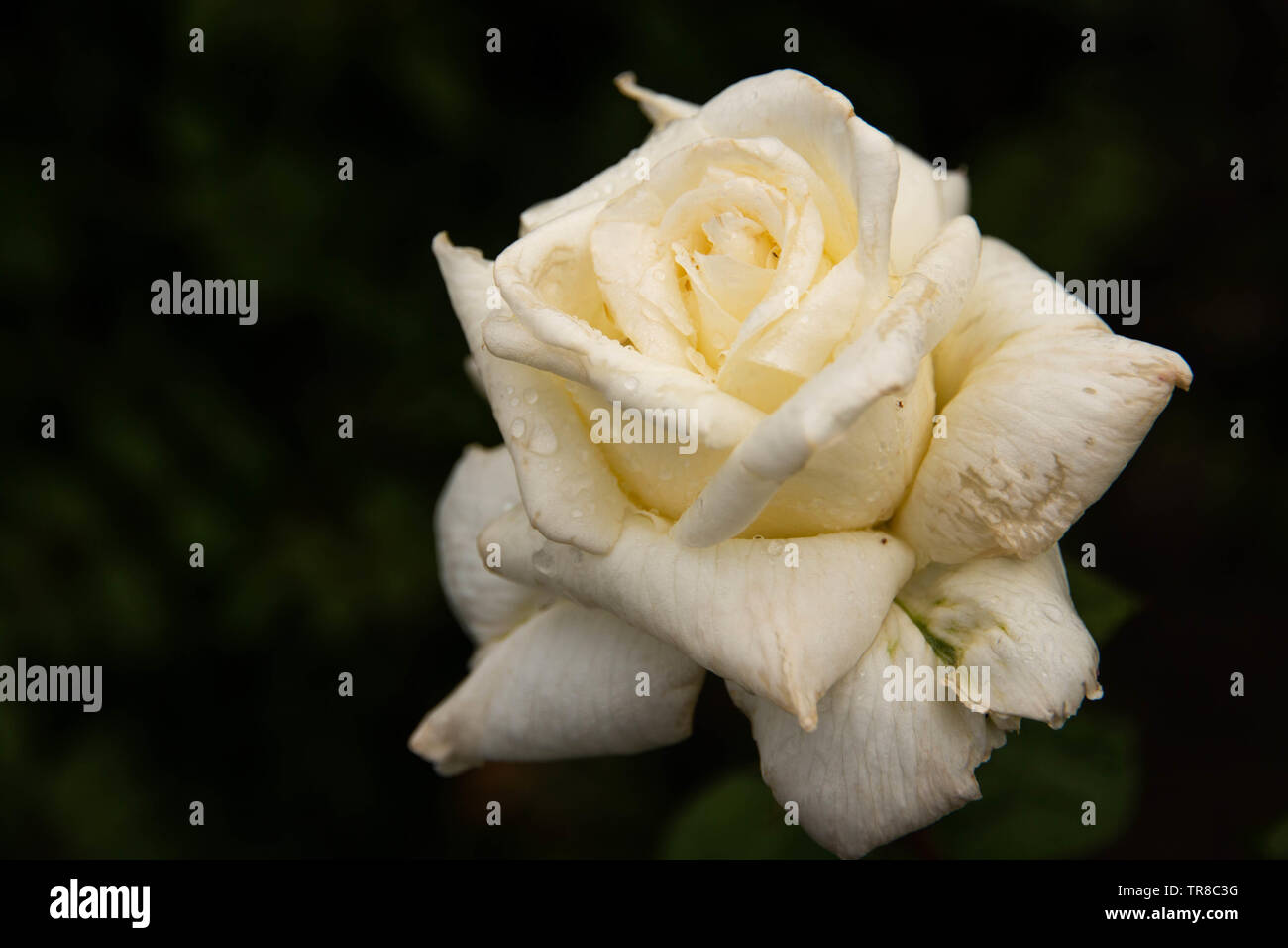 Schließen Sie suchen eine schöne weiße Rose mit einigen Regentropfen auf den Blättern. schwarzen Hintergrund. Stockfoto