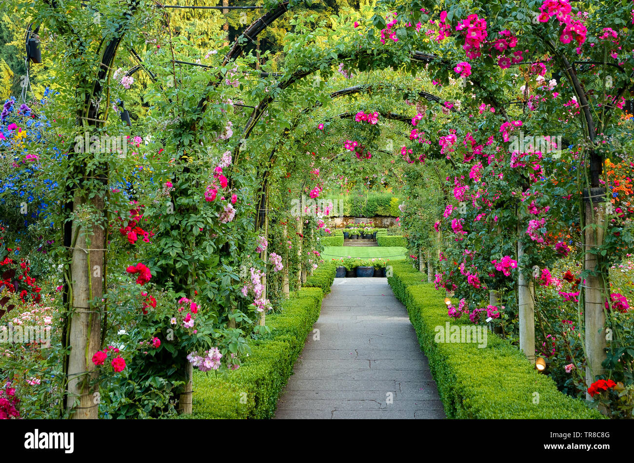 Rose Dorn Butchart Gardens Brentwood Bay Vancouver Island British Columbia Kanada Stockfotografie Alamy
