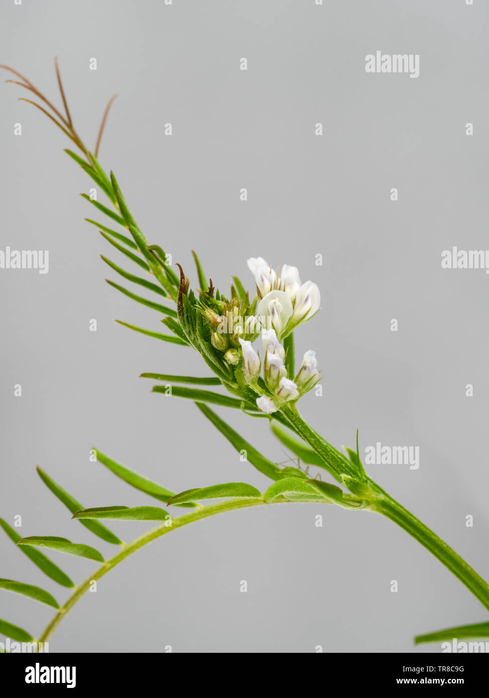 Jährliche, Ranke gespitzt, Stämme und kleine lila gestreiften weißen Blüten der jährlichen Gründüngung Erntegut, Vicia hirsuta, behaarte Tara Stockfoto