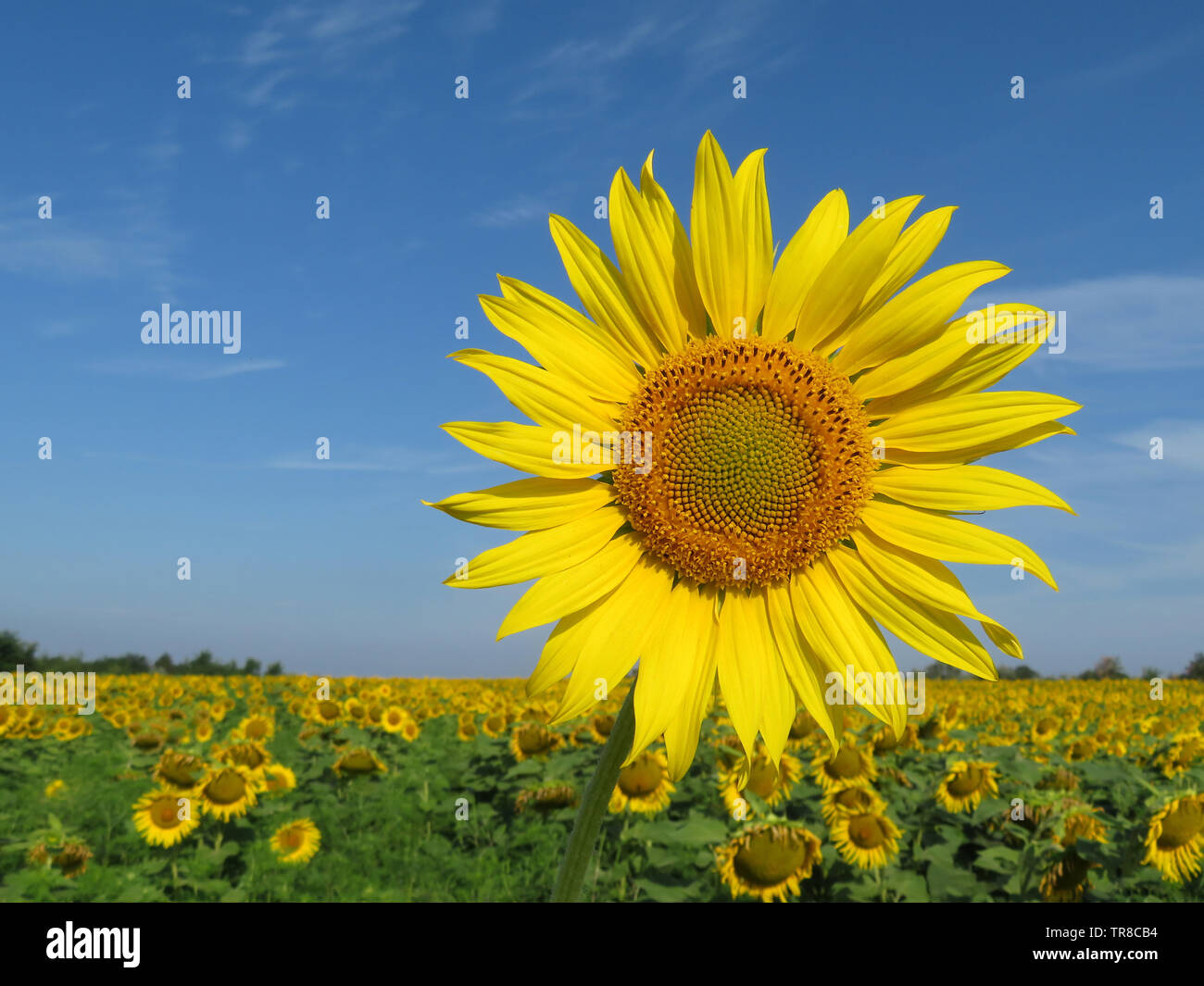Blühende Sonnenblumen auf blauen Himmel Hintergrund. Sonnenblumen Feld, Konzept der Produktion von Speiseöl Stockfoto