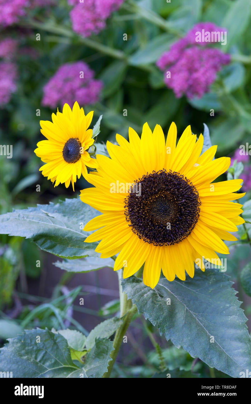 In der Nähe von zwei gelben Sonnenblumen blühen, auf verschwommenen Hintergrund. Stockfoto