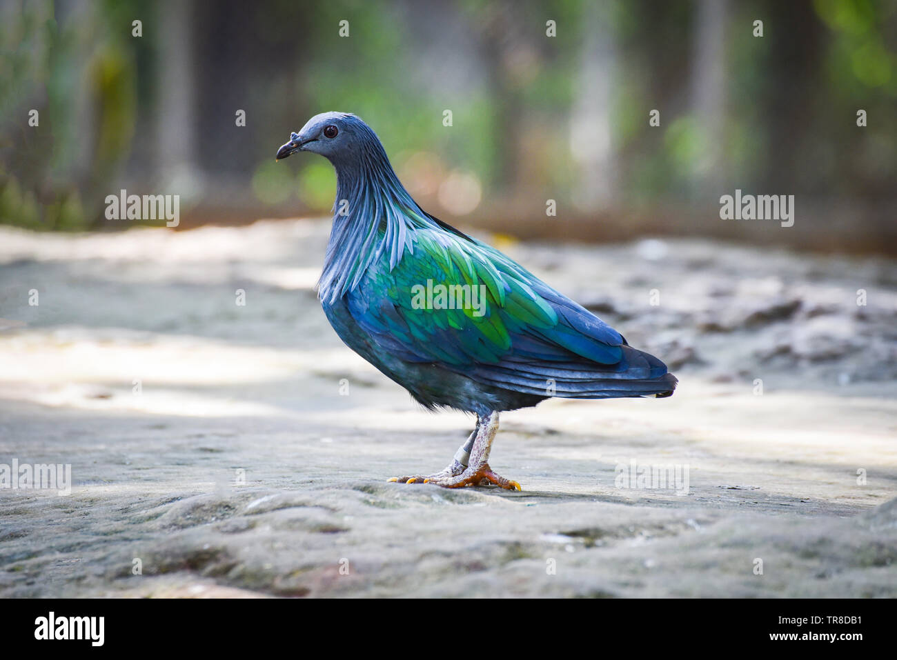 Kragentaube Taube wildlife Tier Vogel am Boden steht/Bunte Feder Vogel Stockfoto