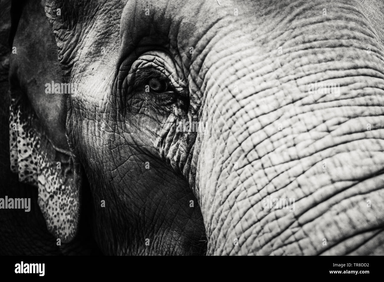 Nahaufnahme eines Asiatischen Elefanten Gesicht, wobei der Schwerpunkt auf dem Auge, in Chiang Mai, Thailand Stockfoto
