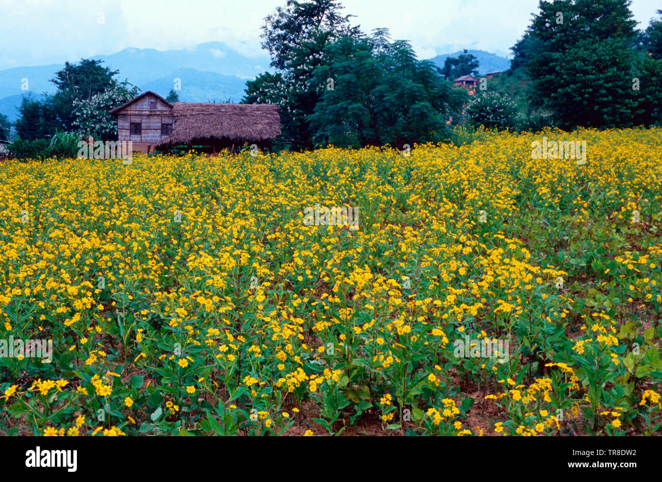 Bereich der Senf Blumen, östlichen Nepal Stockfoto