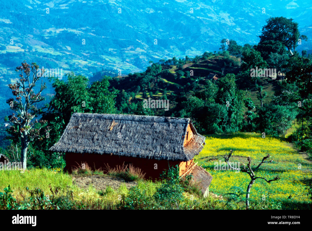 Nepalesische Haus und Hof, im östlichen Nepal Stockfoto