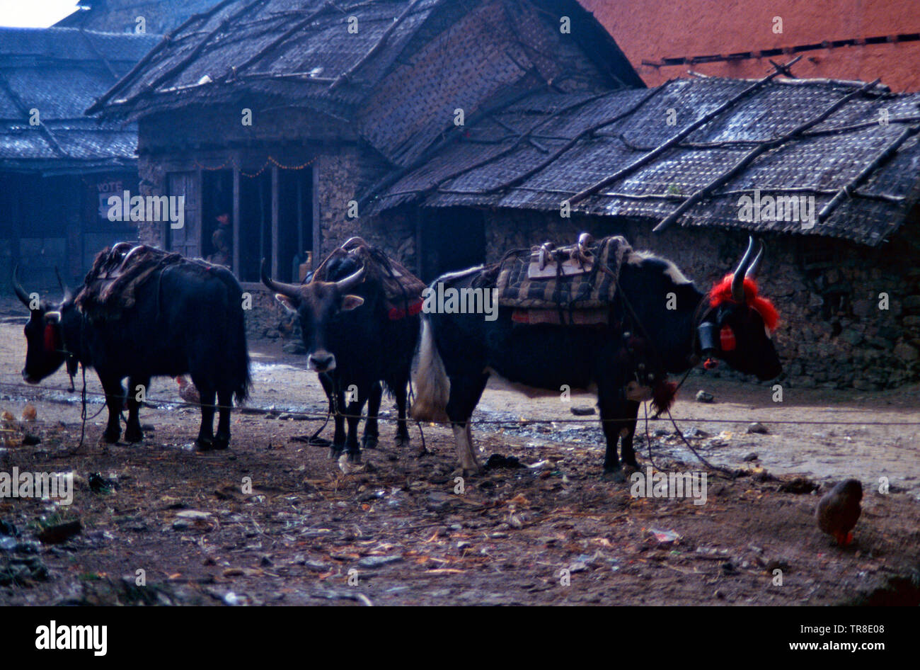 Geladen dzos, Sherpa Dorf Gupha Pokari, im östlichen Nepal Stockfoto