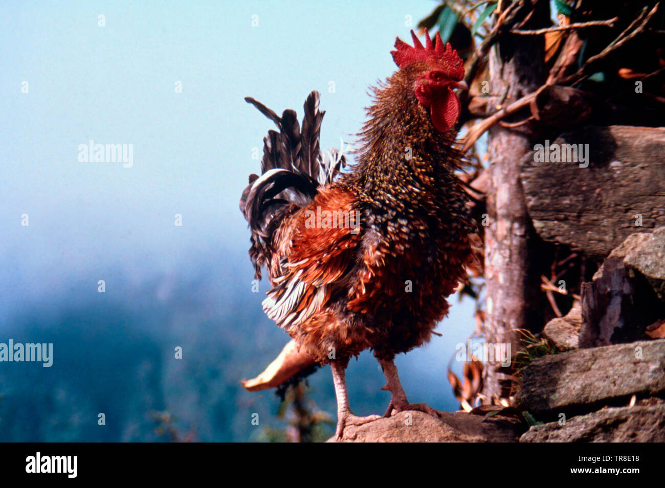 Hahn in der Sherpa Dorf Gupha Pokari, im östlichen Nepal Stockfoto