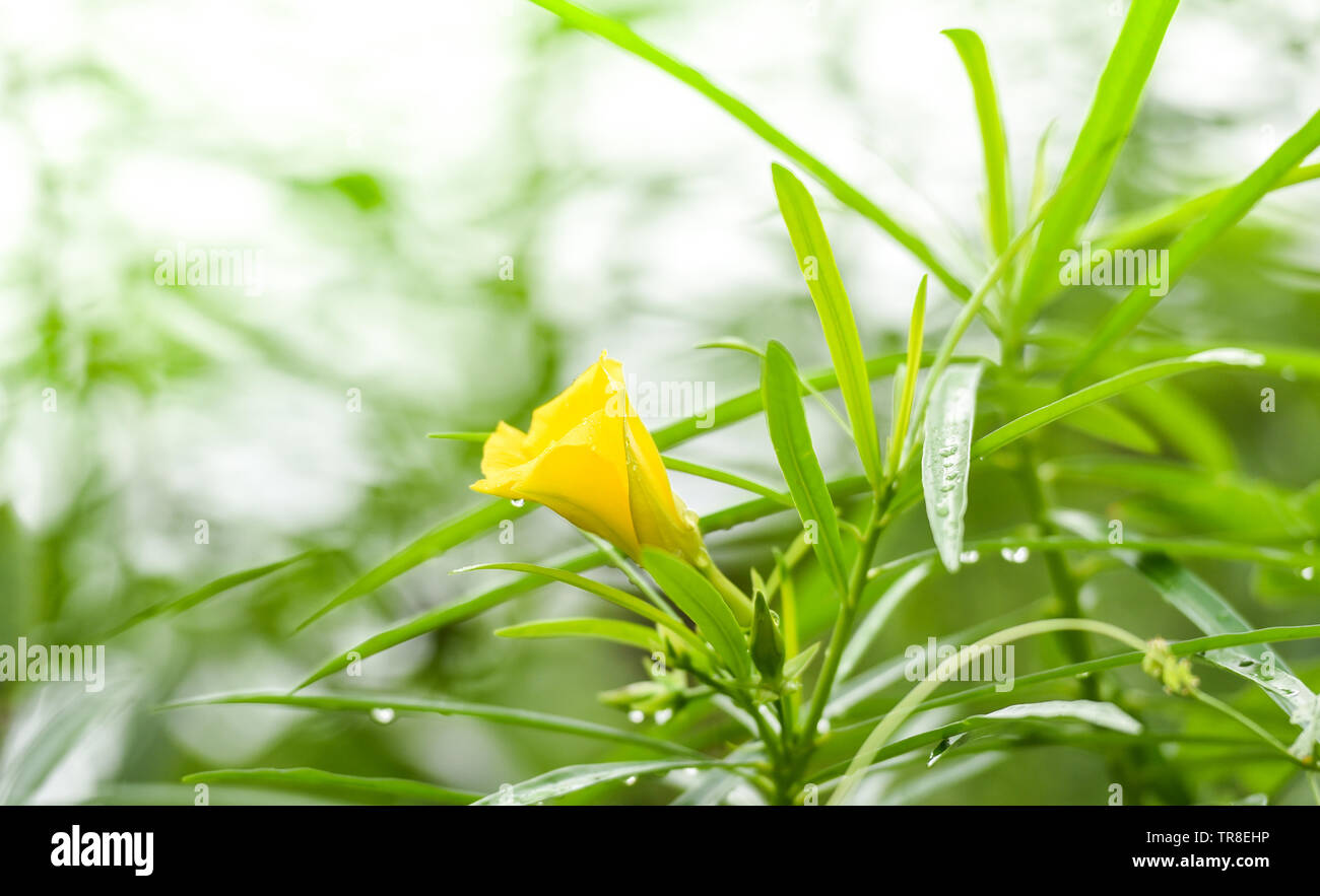 Gelbe oleander Blume auf grünen Garten/Thevetia rubro Stockfoto