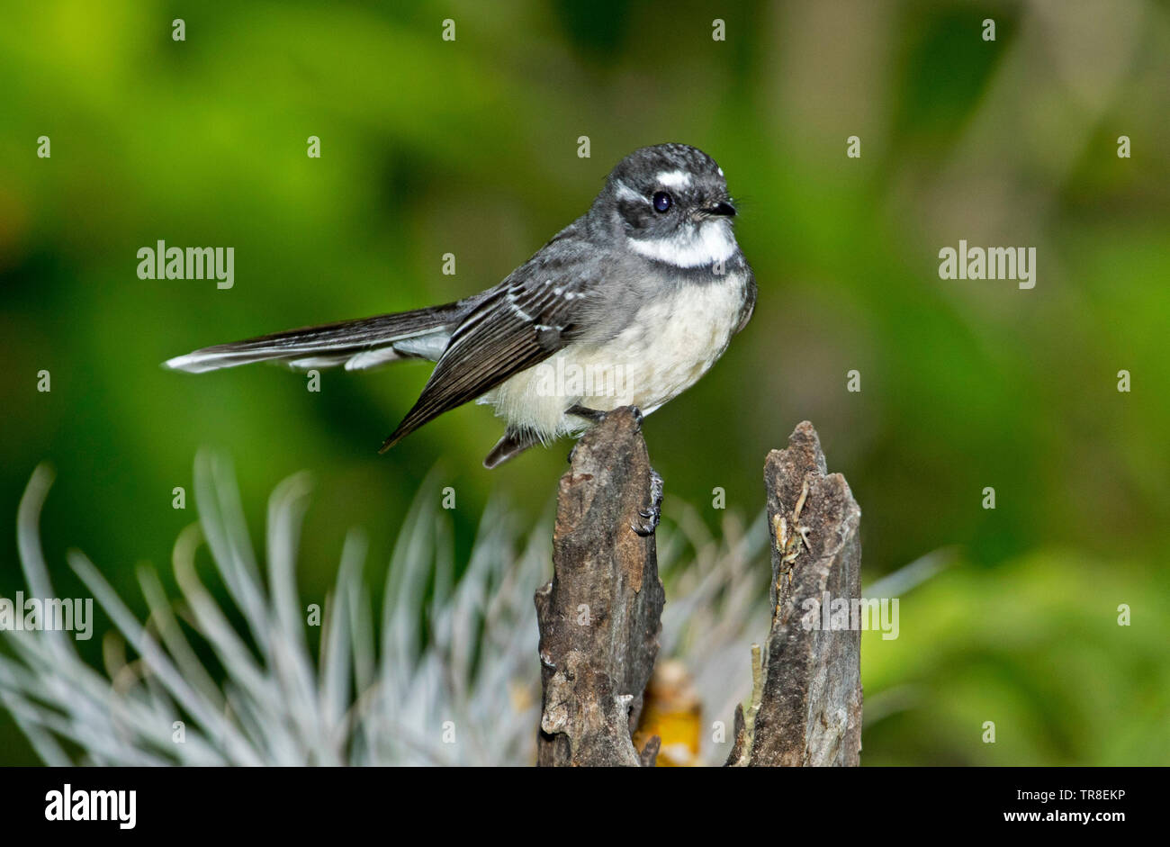 Australische Grau Fantail, Rhipidura albiscapa, mit aufmerksamem Ausdruck, auf Baumstumpf gegen helles grün Hintergrund thront Stockfoto